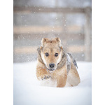 ЛаскушаНюша очень ждет своего родного ЧЕЛОВЕКА.