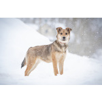 ЛаскушаНюша очень ждет своего родного ЧЕЛОВЕКА.