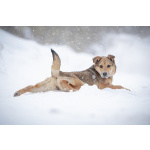 ЛаскушаНюша очень ждет своего родного ЧЕЛОВЕКА.