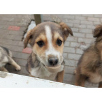 СОС! Красивые щенки в опасности! В дар