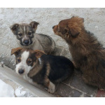 СОС! Красивые щенки в опасности! В дар