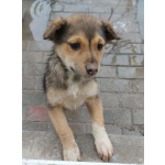 СОС! Красивые щенки в опасности! В дар