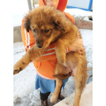 СОС! Красивые щенки в опасности! В дар