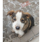 СОС! Красивые щенки в опасности! В дар