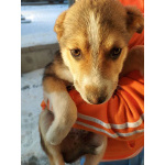 СОС! Красивые щенки в опасности! В дар