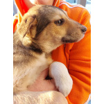 СОС! Красивые щенки в опасности! В дар