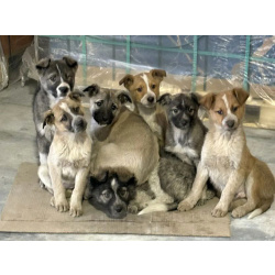 СОС! Красивые щенки в опасности! В дар