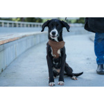 Три маленькие девочки, которые очень хотят стать чьим-то счастьем