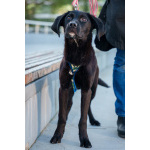 Три маленькие девочки, которые очень хотят стать чьим-то счастьем