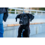 Три маленькие девочки, которые очень хотят стать чьим-то счастьем