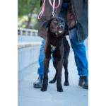 Три маленькие девочки, которые очень хотят стать чьим-то счастьем