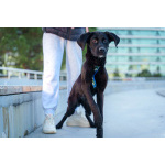 Три маленькие девочки, которые очень хотят стать чьим-то счастьем