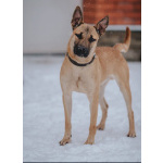 Пес Веня ищет дом!