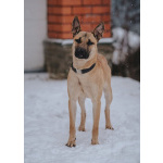 Пес Веня ищет дом!