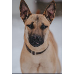 Пес Веня ищет дом!