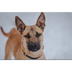 Пес Веня ищет дом!