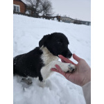 Помогите обрести им дом