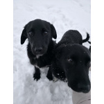 Помогите обрести им дом