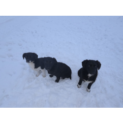 Помогите обрести им дом