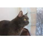 МАЛЬВИНА — дымчатая кошечка с любящим сердцем 💙