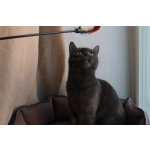 МАЛЬВИНА — дымчатая кошечка с любящим сердцем 💙