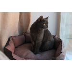 МАЛЬВИНА — дымчатая кошечка с любящим сердцем 💙