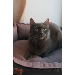 МАЛЬВИНА — дымчатая кошечка с любящим сердцем 💙