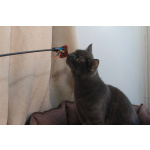 МАЛЬВИНА — дымчатая кошечка с любящим сердцем 💙