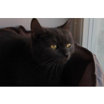 МАЛЬВИНА — дымчатая кошечка с любящим сердцем 💙