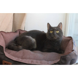 МАЛЬВИНА — дымчатая кошечка с любящим сердцем 💙