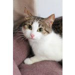 КИКИ — нежная кошечка с глазами цвета весны 💚