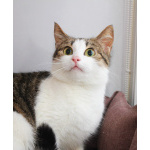 КИКИ — нежная кошечка с глазами цвета весны 💚