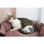 КИКИ — нежная кошечка с глазами цвета весны 💚