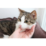 КИКИ — нежная кошечка с глазами цвета весны 💚