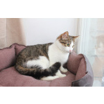 КИКИ — нежная кошечка с глазами цвета весны 💚