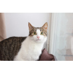 КИКИ — нежная кошечка с глазами цвета весны 💚