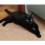 Умная и ласковая чёрная кошка Марго в дар