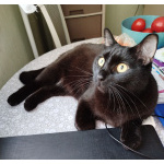 Умная и ласковая чёрная кошка Марго в дар