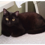 Умная и ласковая чёрная кошка Марго в дар