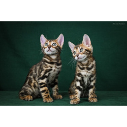 Бенгальские котята FARIDA STAR