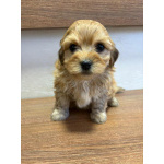 Гаванский бишон – прекрасные щенки