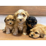 Гаванский бишон – прекрасные щенки