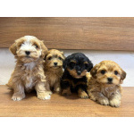 Гаванский бишон – прекрасные щенки