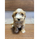 Гаванский бишон – прекрасные щенки