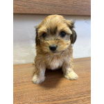 Гаванский бишон – прекрасные щенки