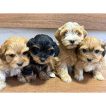 Гаванский бишон – прекрасные щенки