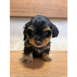 Гаванский бишон – прекрасные щенки