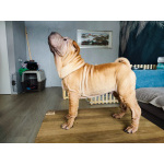 Щенки шарпея 4 мес (мальчики)