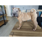 Щенки шарпея 4 мес (мальчики)