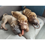 Щенки шарпея 4 мес (мальчики)